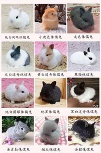 宠物兔活物小兔子侏儒兔西施猫猫兔垂耳兔海棠兔道奇兔好养活兔粮