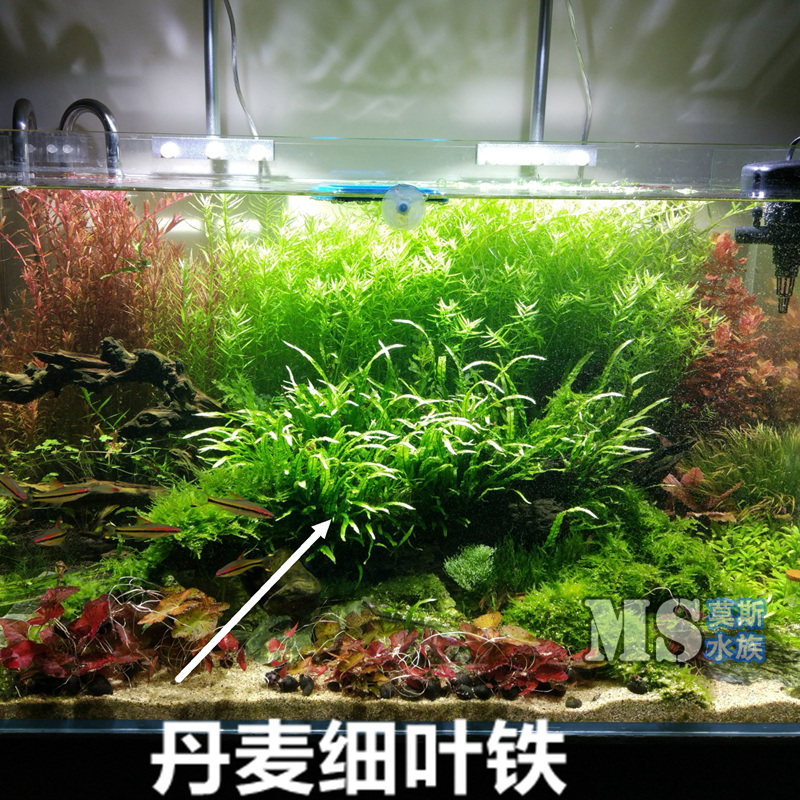 活体阴性懒人丹麦铁皇冠水草
