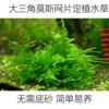 Товары от 莫斯MS水族馆
