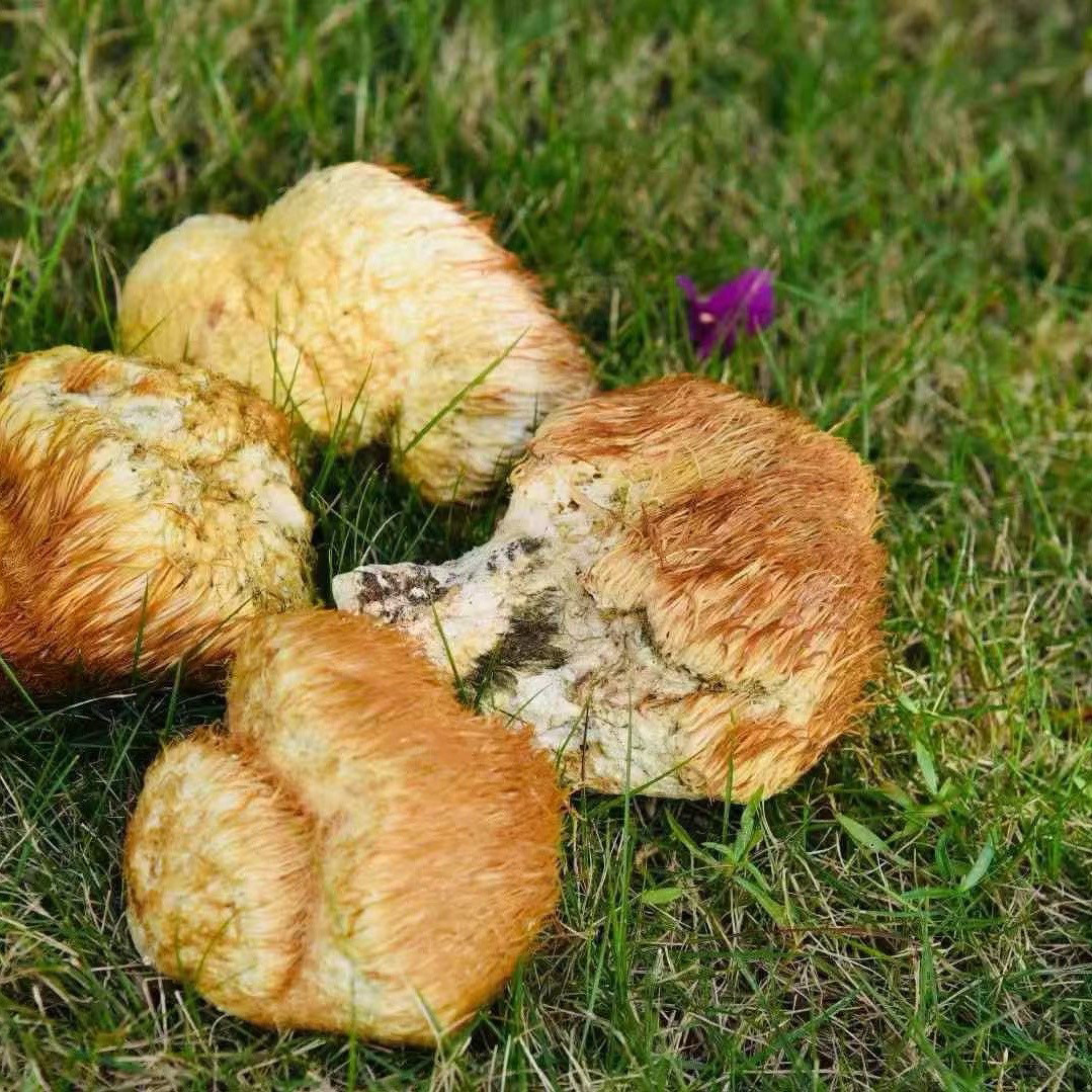 长白山野生猴头菇新鲜干货野生猴头菌菇煲汤包邮