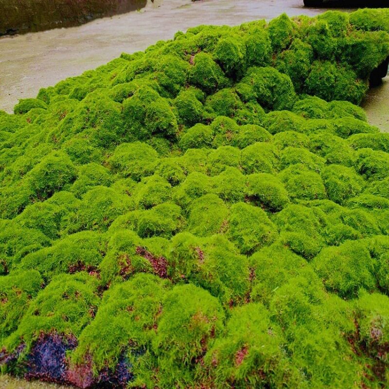 仿真苔藓草坪青苔地毯芦