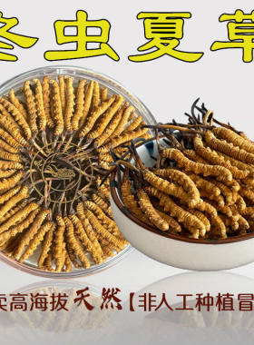 西藏那曲冬虫夏草正品干货