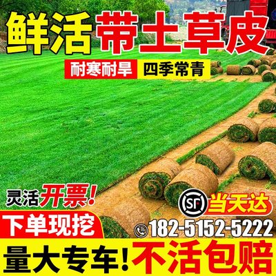 带泥土草皮真草坪别墅花园绿化免修剪百慕大台湾草果岭草草皮带土