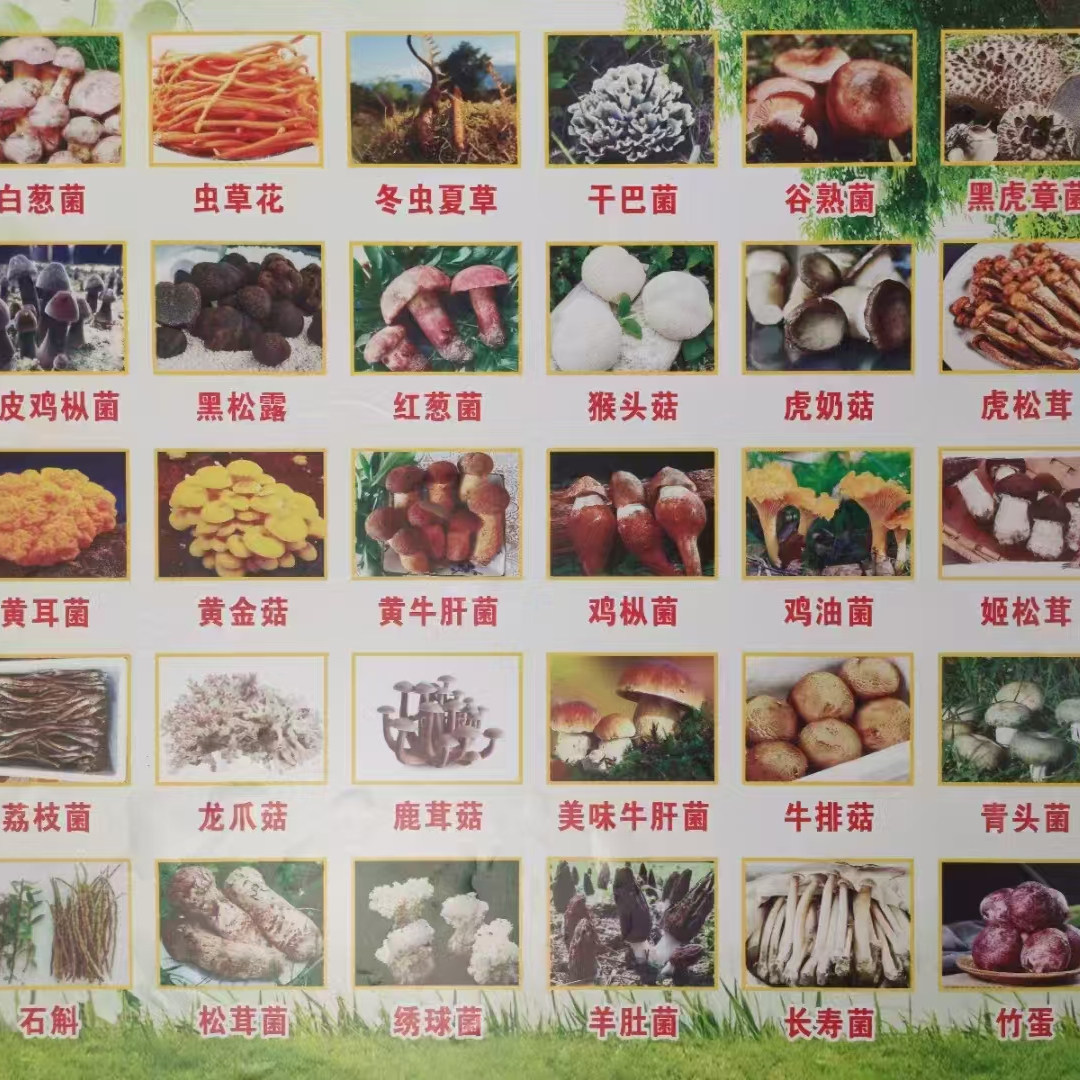 鸡枞菌特产菌菇煲汤食材新鲜菌菇图片