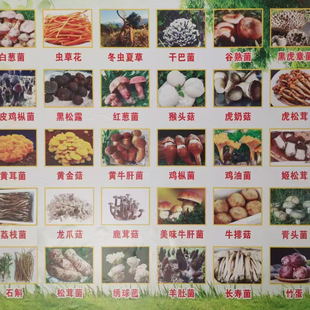姬松茸虎松茸黄金菇绣球菌龙爪菇黑牛肝菌黑皮鸡枞菌煲汤食材菌菇