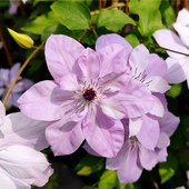 黄姐园艺F系列铁线莲倒影盆栽爬藤花卉植物庭院阳台攀援爬墙