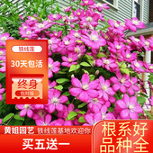 黄姐园艺铁线莲里昂村庄戴纽特波兰精神解放三类地栽盆栽掌柜推荐