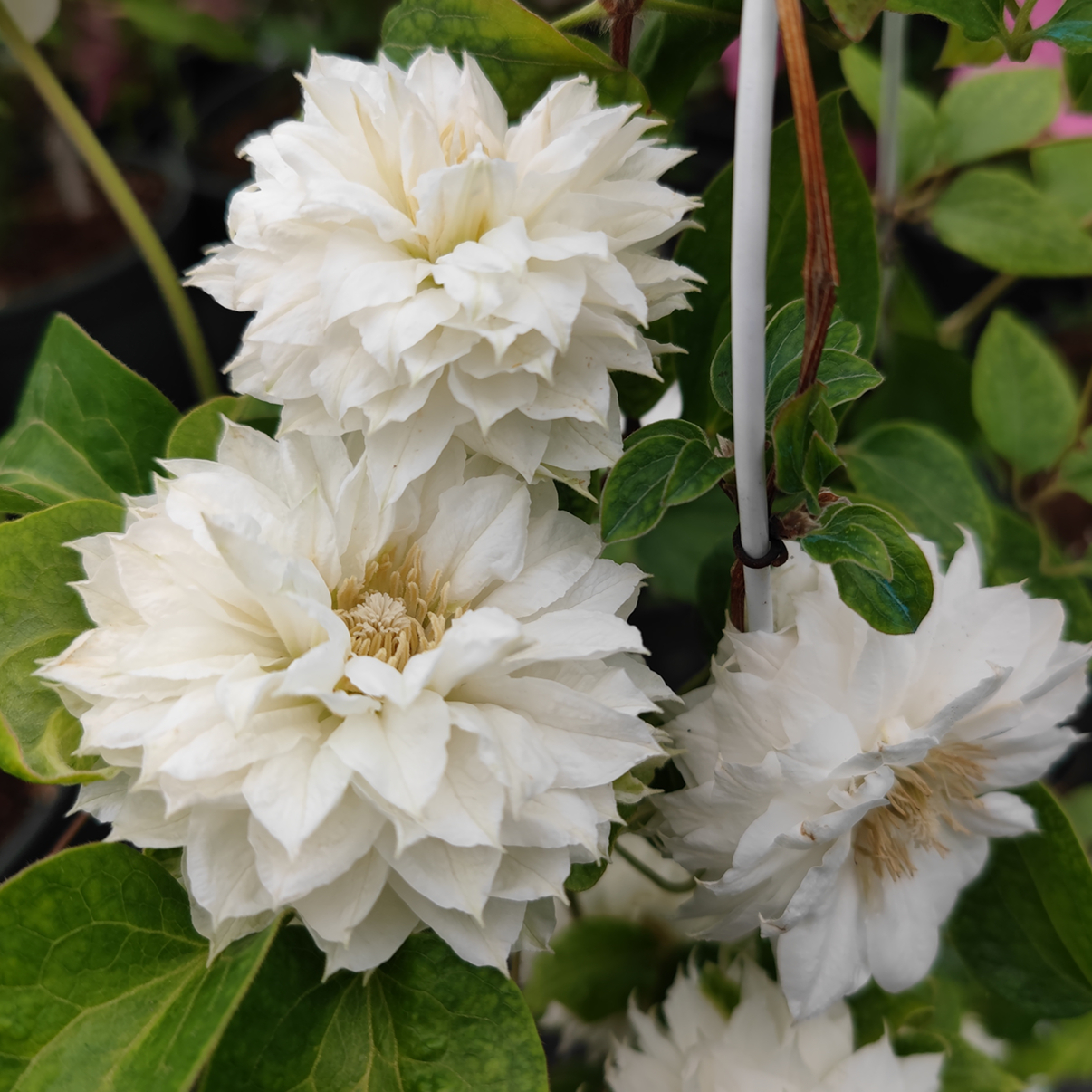 爱丁堡公爵夫人白色重瓣铁线莲