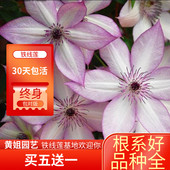 特价 P9规格铁线莲乌托邦幸运符新幻紫小绿昼天使盆栽花卉花苗