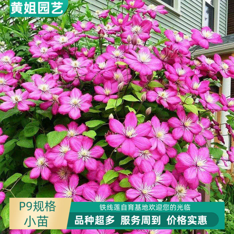 黄姐园艺铁线莲里昂村庄戴纽特波兰精神解放三类地栽盆栽掌柜推荐