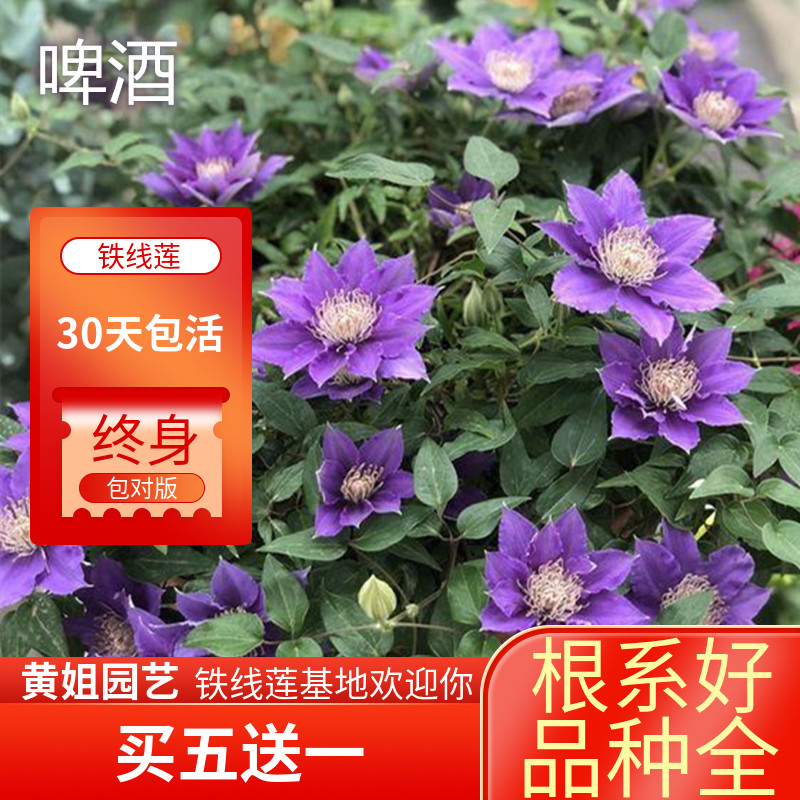 黄姐园艺铁线莲阿莱娜 啤酒艾达 巴黎风情大道矮生铁盆栽吊篮花苗