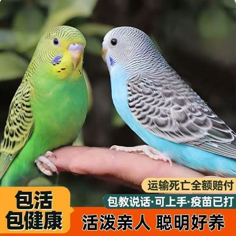 虎皮鹦鹉小鸟活物手养雏鸟幼仔