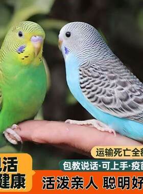 虎皮鹦鹉小鸟活物手养雏鸟幼仔
