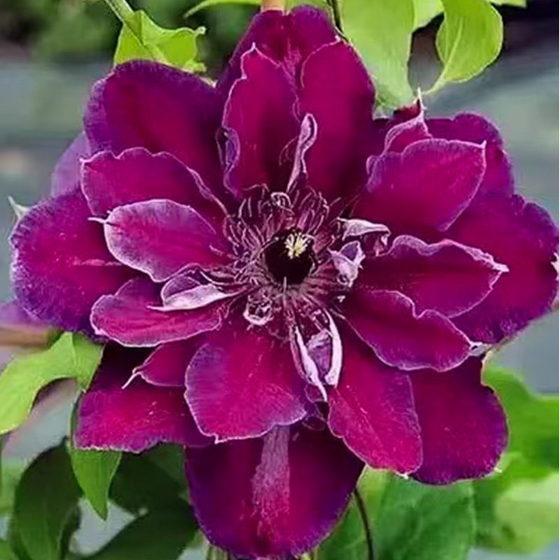 伟伟园艺 铁线莲我的美人 早花 阳台庭院地栽 耐寒耐晒 植株强健,鲜花速递/花卉仿真/绿植园艺,绣球/木绣球/木本植物,淘宝优惠券,粉丝福利购,淘宝优惠卷