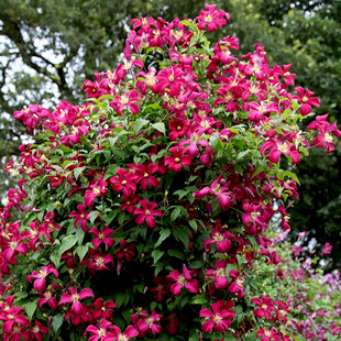 伟伟园艺 铁线莲茱莉亚夫人 意大利晚花组 阳台庭院地栽 耐寒耐热
