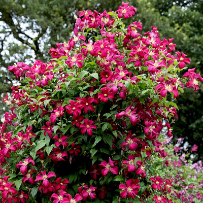 伟伟园艺 铁线莲茱莉亚夫人 意大利晚花组 阳台庭院地栽 耐寒耐热