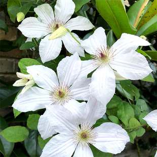 伟伟园艺 铁线莲永远的朋友 三类晚花强健爬花墙 阳台庭院