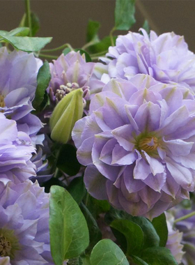 伟伟园艺 铁线莲大苗乌托邦 F16规格 盆栽1加仑合集 地栽单颗