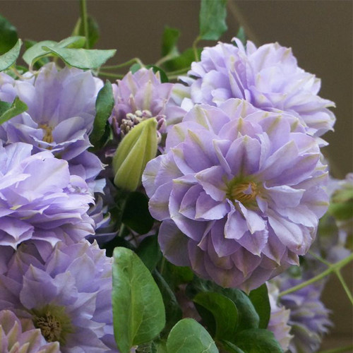 大苗地栽好养丰花强健耐热耐寒