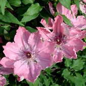 莎拉伊丽莎白 伟伟园艺 大道铁线莲 花多盆栽攀援植物阳台庭院