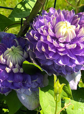 伟伟园艺 铁线莲蓝光 蓝色华丽重瓣大花庭院阳台盆栽多花攀援花卉