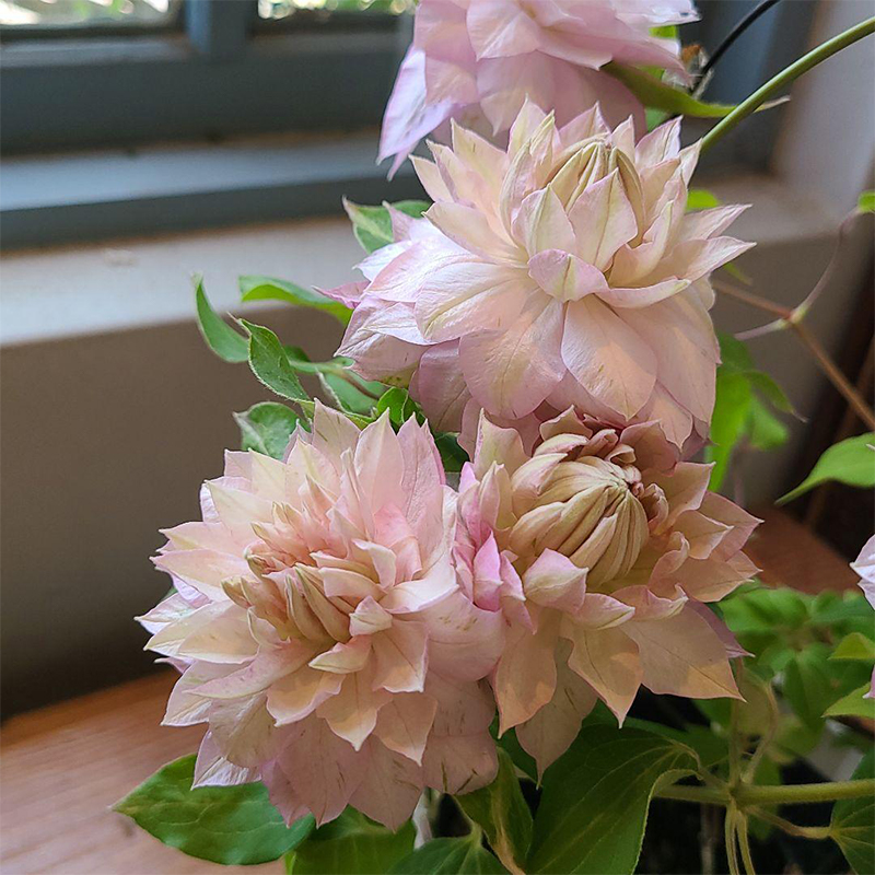 伟伟园艺 铁线莲春姬 新老枝条重瓣 大花 阳台庭院 盆栽小苗 强健