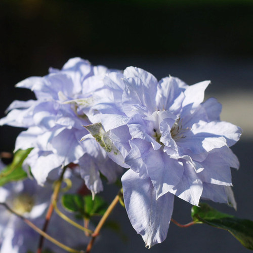 伟伟园艺 重瓣铁线莲马祖里 天蓝色大花攀援植物庭院露台获奖品种
