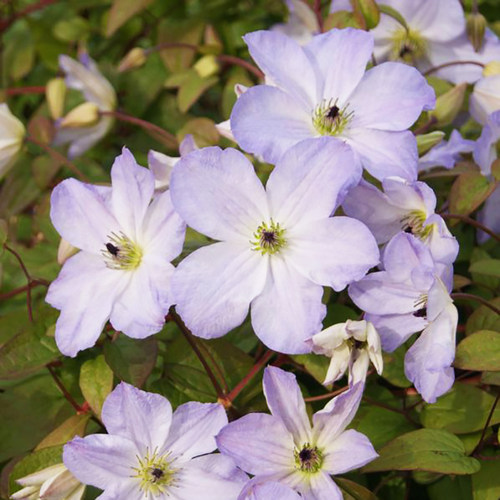 伟伟园艺 铁线莲海之息海风 花园露台顶楼攀援藤本花卉意大利系列