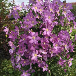 伟伟园艺 铁线莲索丽娜 三类晚花组 强健丰花 耐寒耐热花园阳台