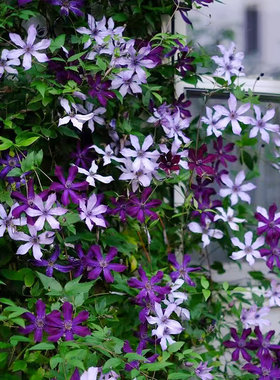 伟伟园艺 铁线莲流星 新品全缘直立优质切花庭院花园宿根花卉美观