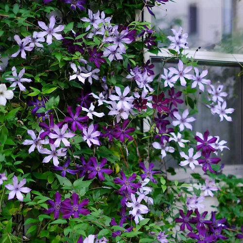 伟伟园艺 铁线莲流星 新品全缘直立优质切花庭院花园宿根花卉美观