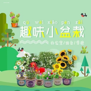 儿童种植小盆栽太阳花向日葵花种籽子幼儿园小学生植物生长观察盒
