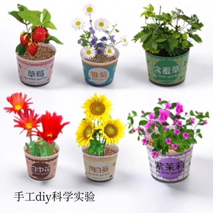 儿童种植小盆栽向日葵种孑四季花种籽小学生观察植物开花种子