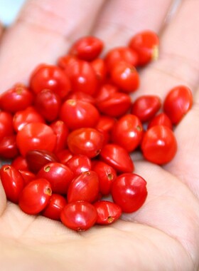 相思豆红豆手链diy手工材料包情侣入骨相思手串男女木质手绳