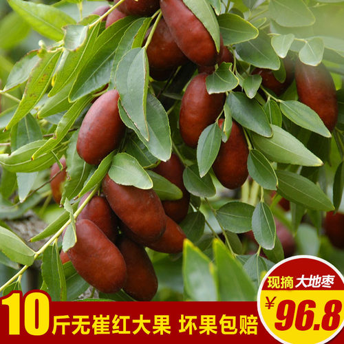 【大果4.5CM】灵武长枣鲜脆