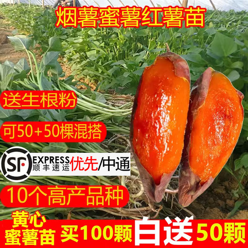 农科院亩产8000斤烟薯蜜薯苗25号