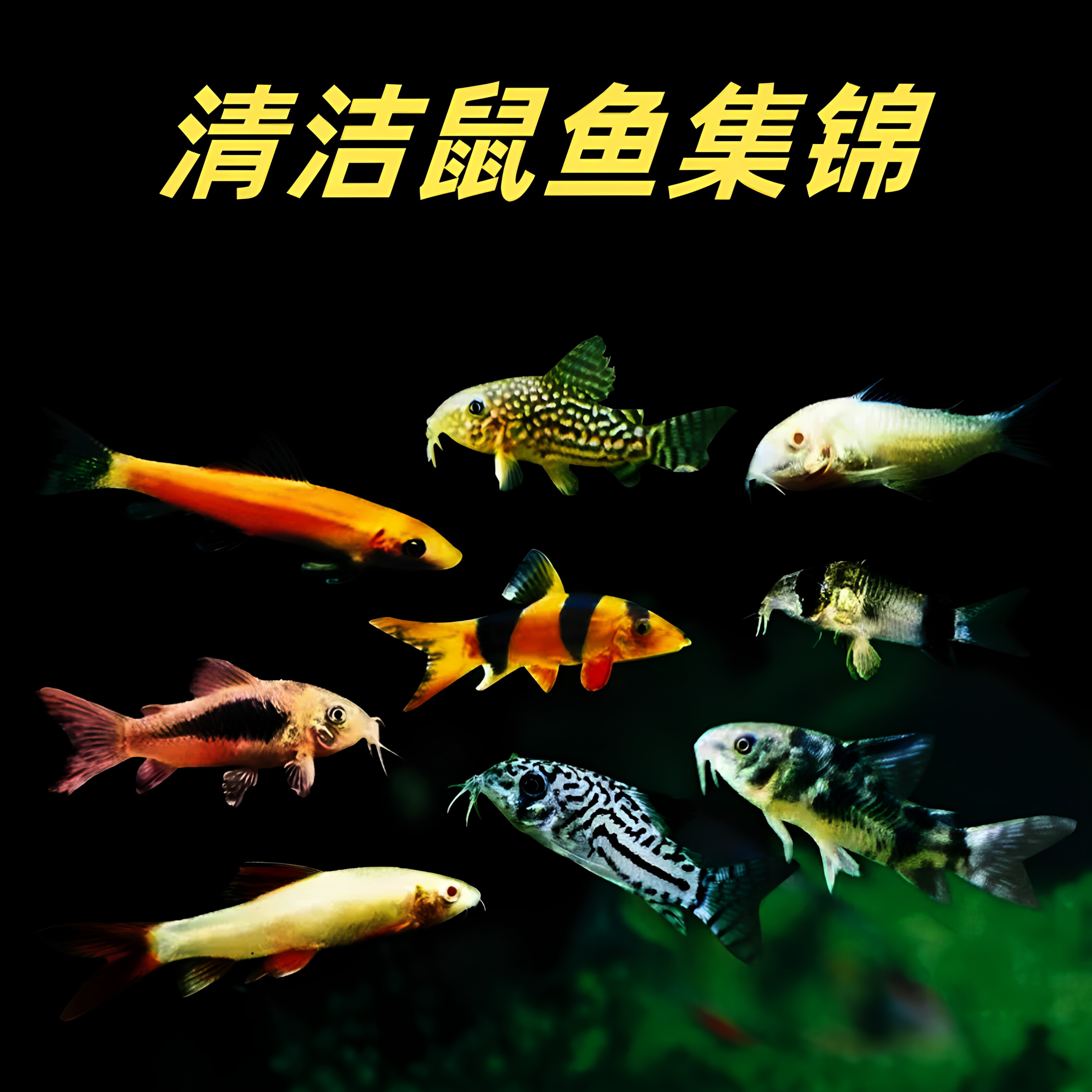 白老鼠鱼清洁工具鱼花老珍珠鼠