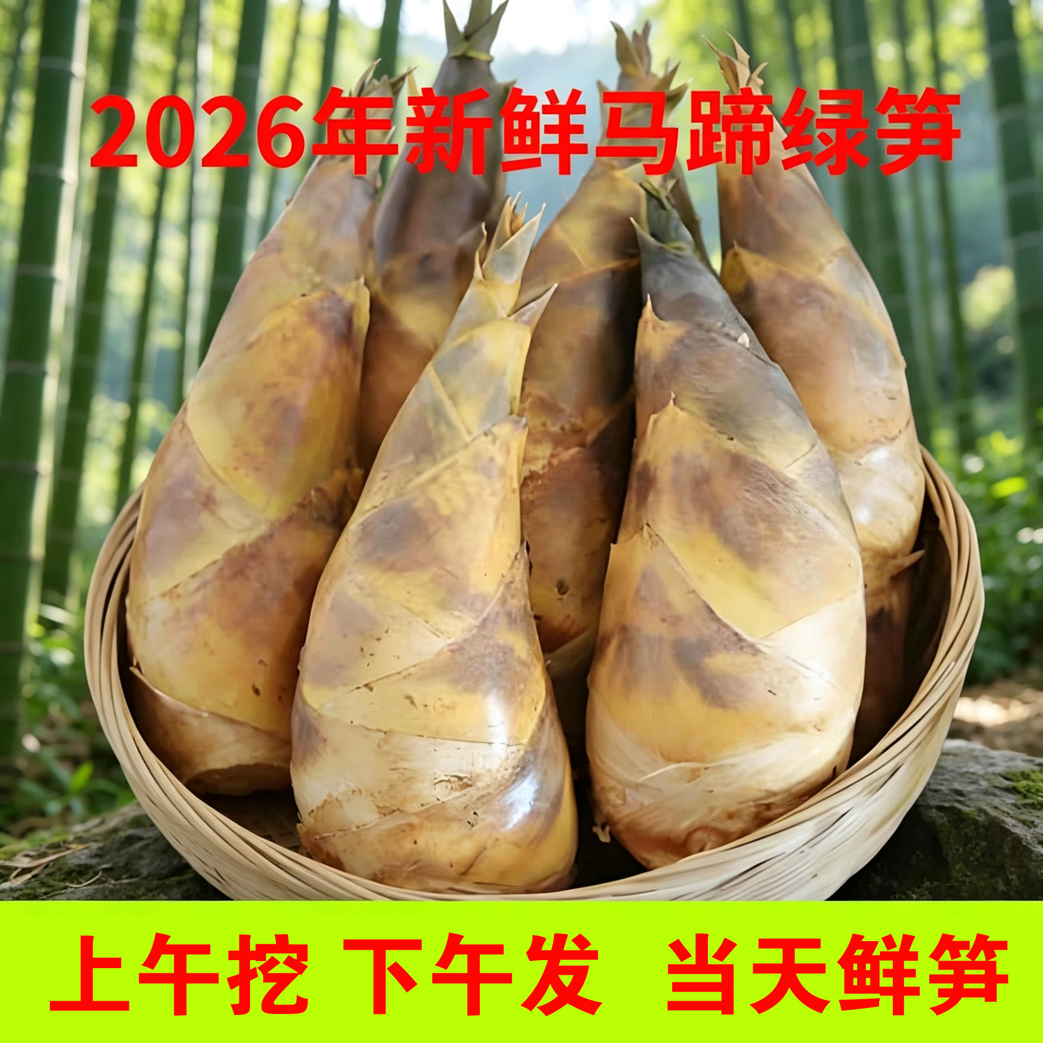 现挖发货福建马蹄笋新鲜绿竹笋毛笋2026新笋春夏笋带壳沙拉笋脆甜