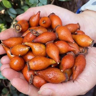 现摘新鲜野生金樱子去刺金英中药材男人泡酒刺梨子金缨山糖罐子