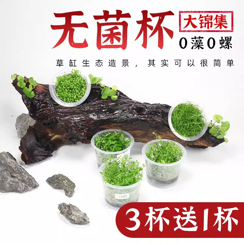 鱼缸无菌杯迷你爬地天胡荽水草