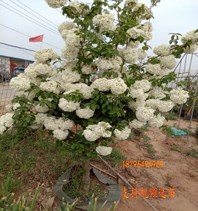 木本绣球/中华木绣球/白色大花斗球树苗麻球庭院别墅地栽花卉植物