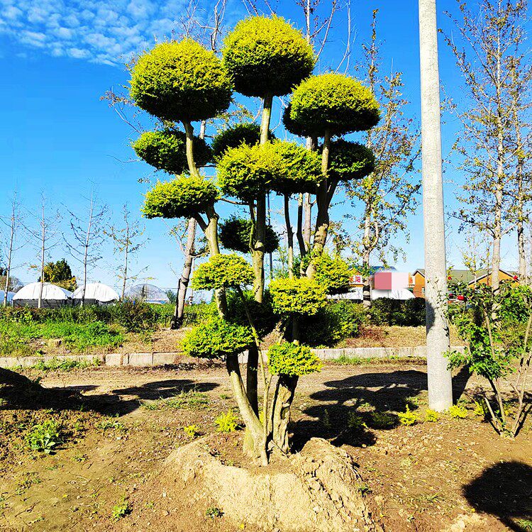 庭院造型树苗盆景棒棒糖亮晶女贞川滇蜡户外耐寒花镜植物四季常绿