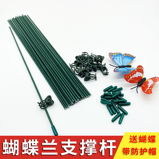 蝴蝶兰花支撑杆园艺绿植盆栽多肉金钱树龟背竹月季 花卉固定夹支架