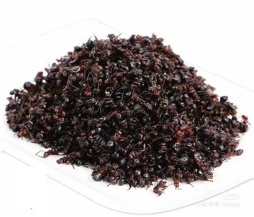 黑蚂蚁纯干东北野生大黑蚂蚁拟黑多刺蚁干正品250g包邮