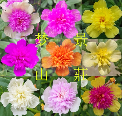 阔叶宿根重瓣太阳花枝条宽圆瓜大叶小盆栽植物花卉黄粉重楼宝贝