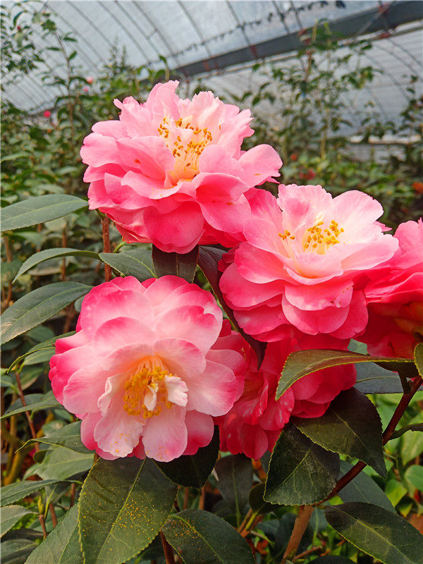 特价 迷茫的春天 稀有茶花名贵品种 龙岩树苗山茶花 盆栽室内绿植