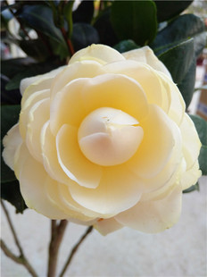 黄达 黄绣球 正黄旗茶花 绿植花卉盆栽阳台室内客厅花苗庭院植物