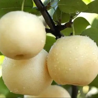 新鲜水果现摘冰糖皇冠梨河北魏县特产梨新鲜水果梨子水晶皇冠雪梨