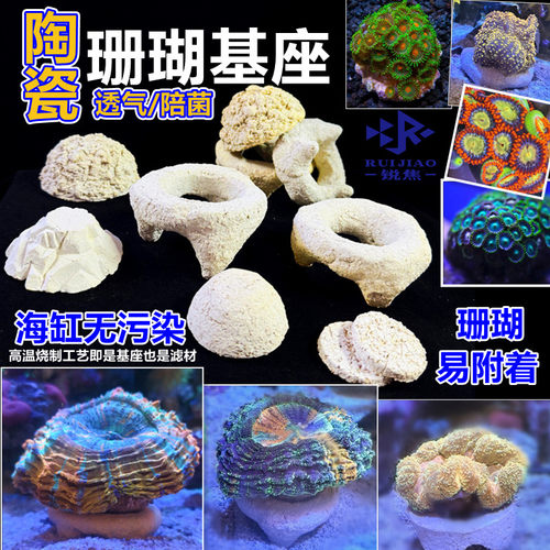 富士脑珊瑚基座半圆纽扣软体断枝底座繁殖圆形海缸八字糖果脑