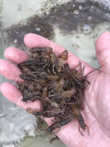 澳洲淡水龙虾苗澳龙虾苗活体龙虾苗澳龙苗养殖专用大公分苗按只卖
